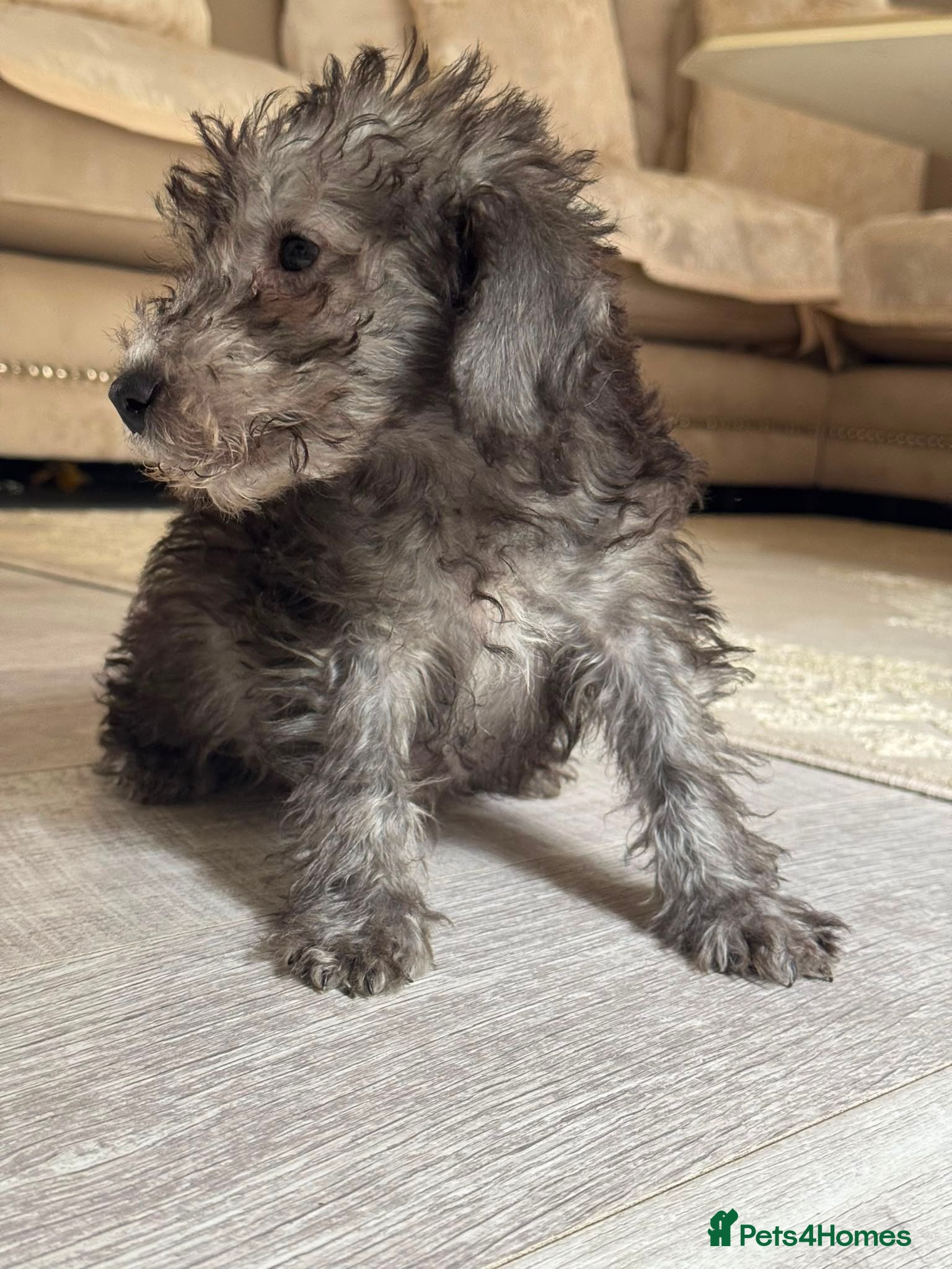 Bedlington Terrier dogs Silver bedlington - Advert 2