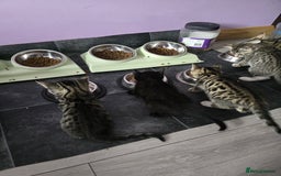 Domestic Shorthair cats for sale: 🐾Playful Kittens -Tabby or black/white🐾 - Image 14