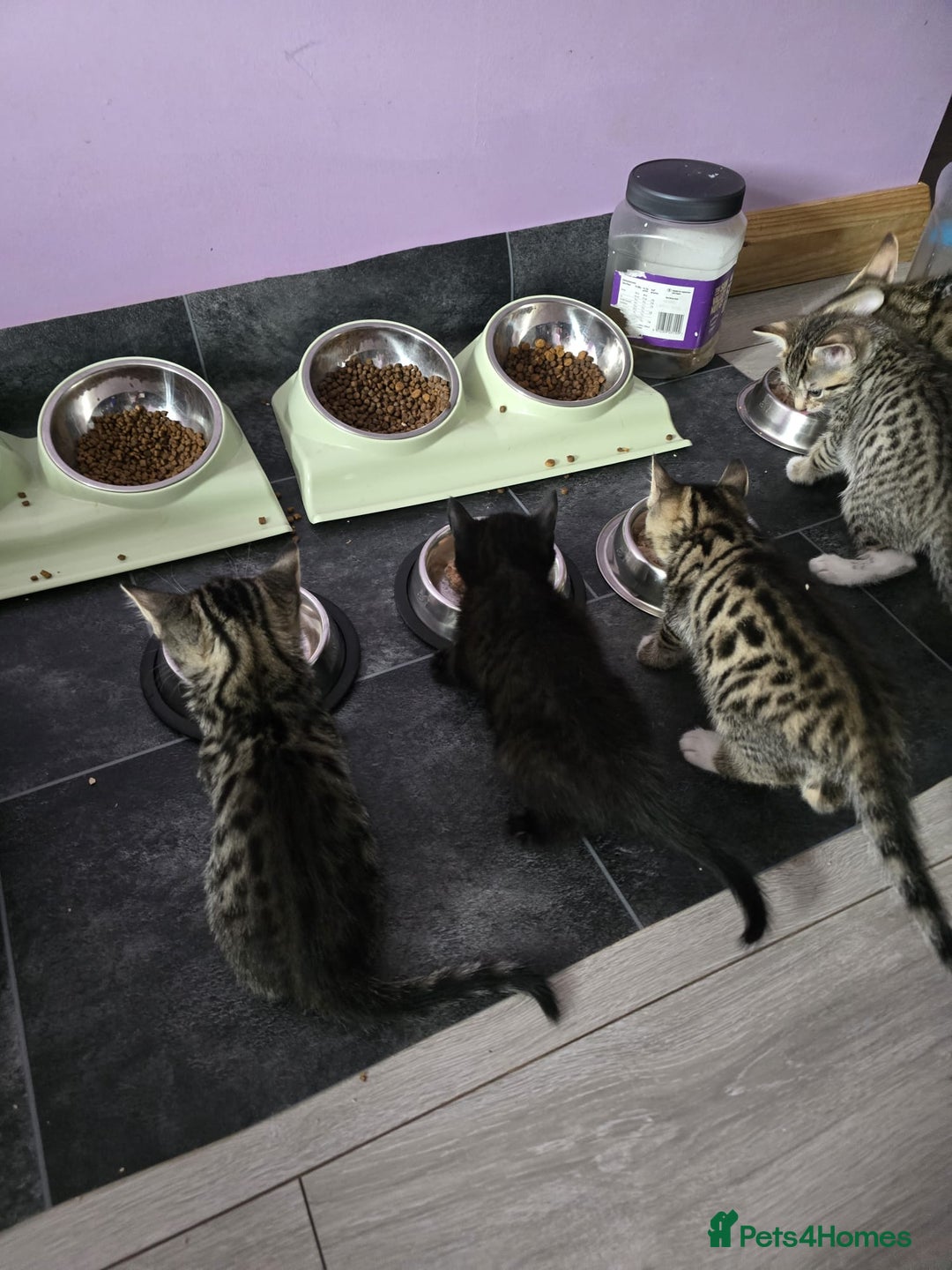 Domestic Shorthair cats for sale: 🐾Playful Kittens -Tabby or black/white🐾 - Image 14