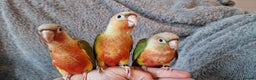 Conures birds for sale: Beautiful fully hand reared conure baby's  - Advert 23