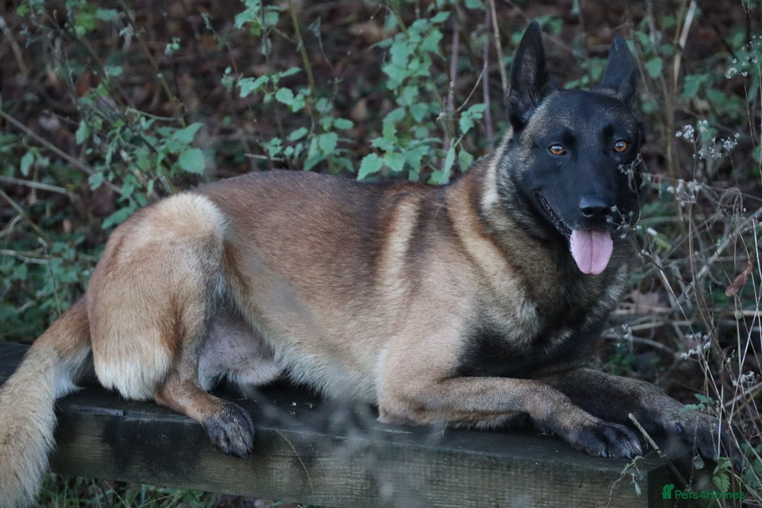 Belgian Shepherd Dog dogs for stud: CHANCE MR3 Vice Champion PSA2 at STUD - Advert 8