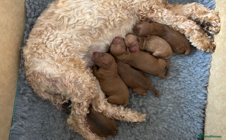 Cockapoo dogs - Advert 1