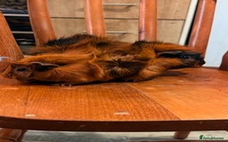 Guinea Pig rodents for sale: Searching new home - Image 3