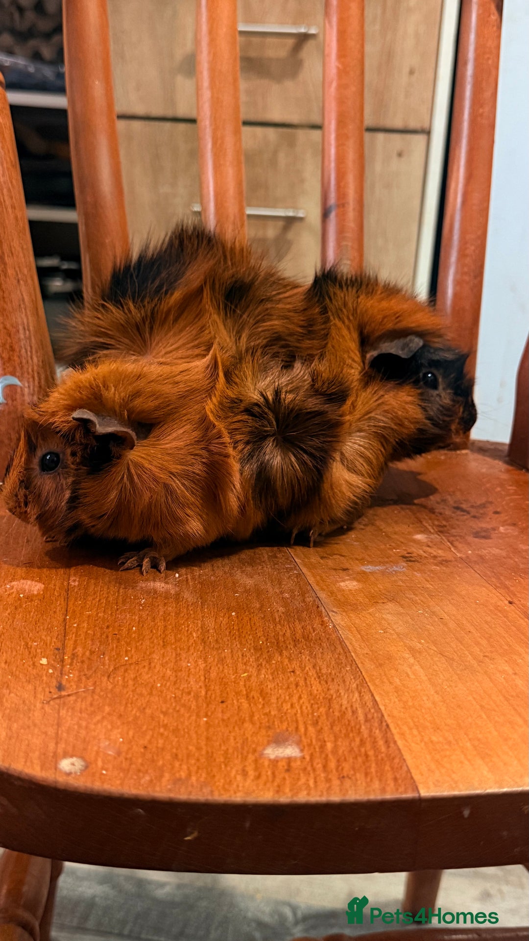 Guinea Pig rodents for sale: Searching new home - Image 3