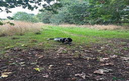 English Springer Spaniel dogs for sale: Male Springer Spaniel, Serious people only!!!!!!  - Image 6