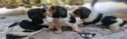 Basset Hound dogs for stud: FOR STUD ONLY Health tested Tri Basset Hound  - Advert 4