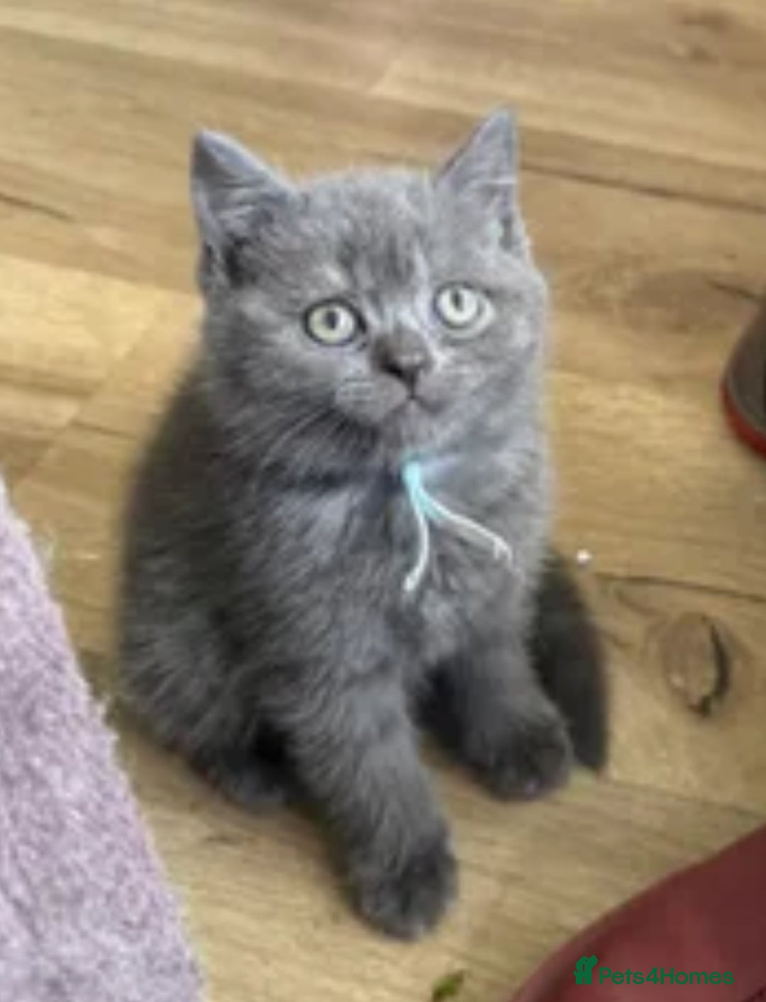 British Shorthair cats for sale: Last boy British shorthair kitten seeks family  - Image 1