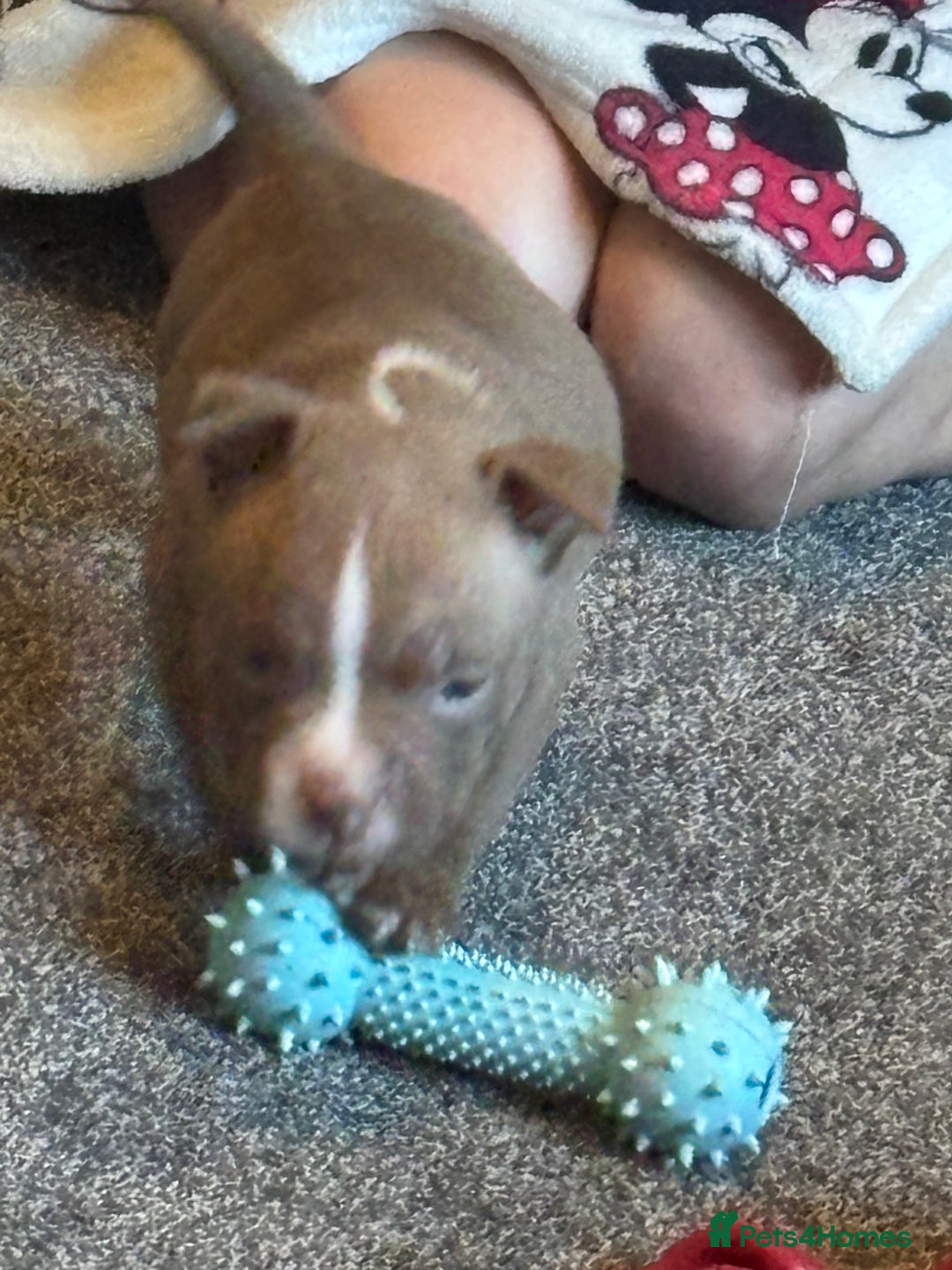 American Bully dogs for sale: Pocket bully puppies - Advert 15