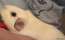 Guinea Pig rodents for sale: Millshake - Image 4