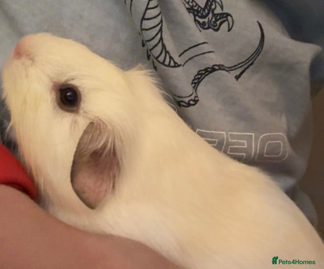 Guinea Pig rodents for sale: Millshake - Image 4