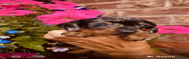 Miniature Dachshund 4