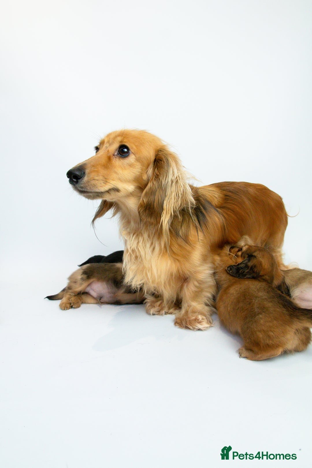 Miniature Dachshund dogs for sale: 5 Star licensed miniature Longhaired available  - Advert 6