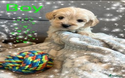 Maltipoo dogs for sale: Exceptional Genuine Maltipoo Puppies  - Advert 2