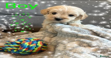 Maltipoo dogs Exceptional Genuine Maltipoo Puppies  - Advert 3