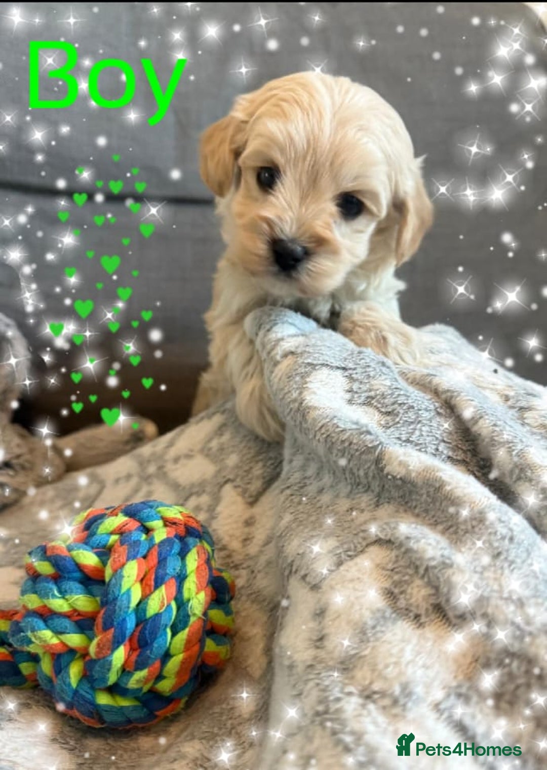 Maltipoo dogs for sale: Exceptional Genuine Maltipoo Puppies  - Advert 2