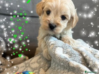 Maltipoo dogs Exceptional Genuine Maltipoo Puppies - Advert 6