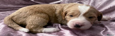 Labradoodle Puppy 1