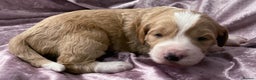 Labradoodle dogs for sale: Labradoodles for Sale! - Advert 3