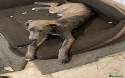 Lurcher dogs for sale: Collie Whippet grey x bull greyhound  - Image 12