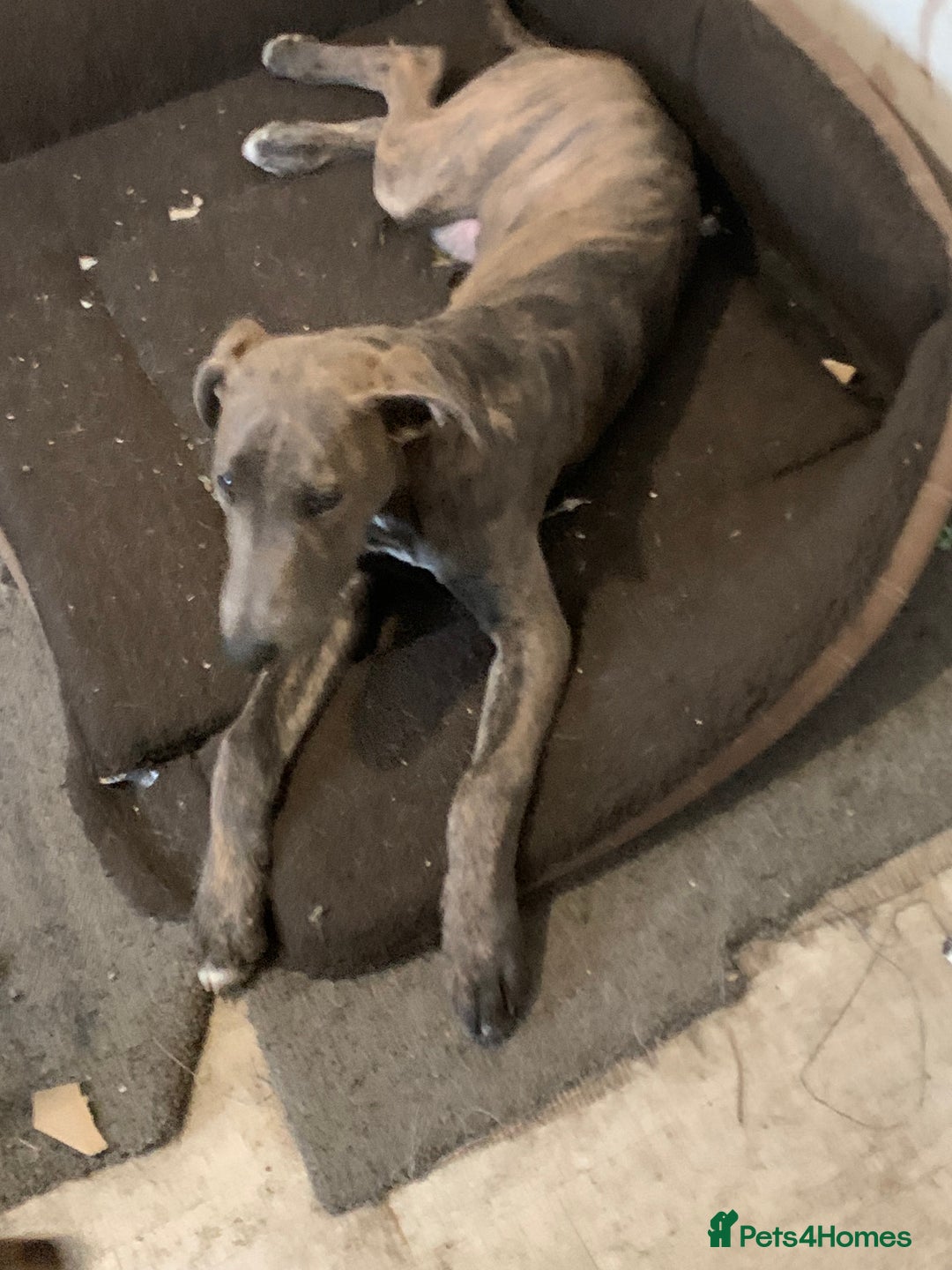 Lurcher dogs for sale: Collie Whippet grey x bull greyhound  - Image 12