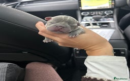 French Bulldog dogs for sale: Multicoloured Frenchies ⭐️ - Image 7