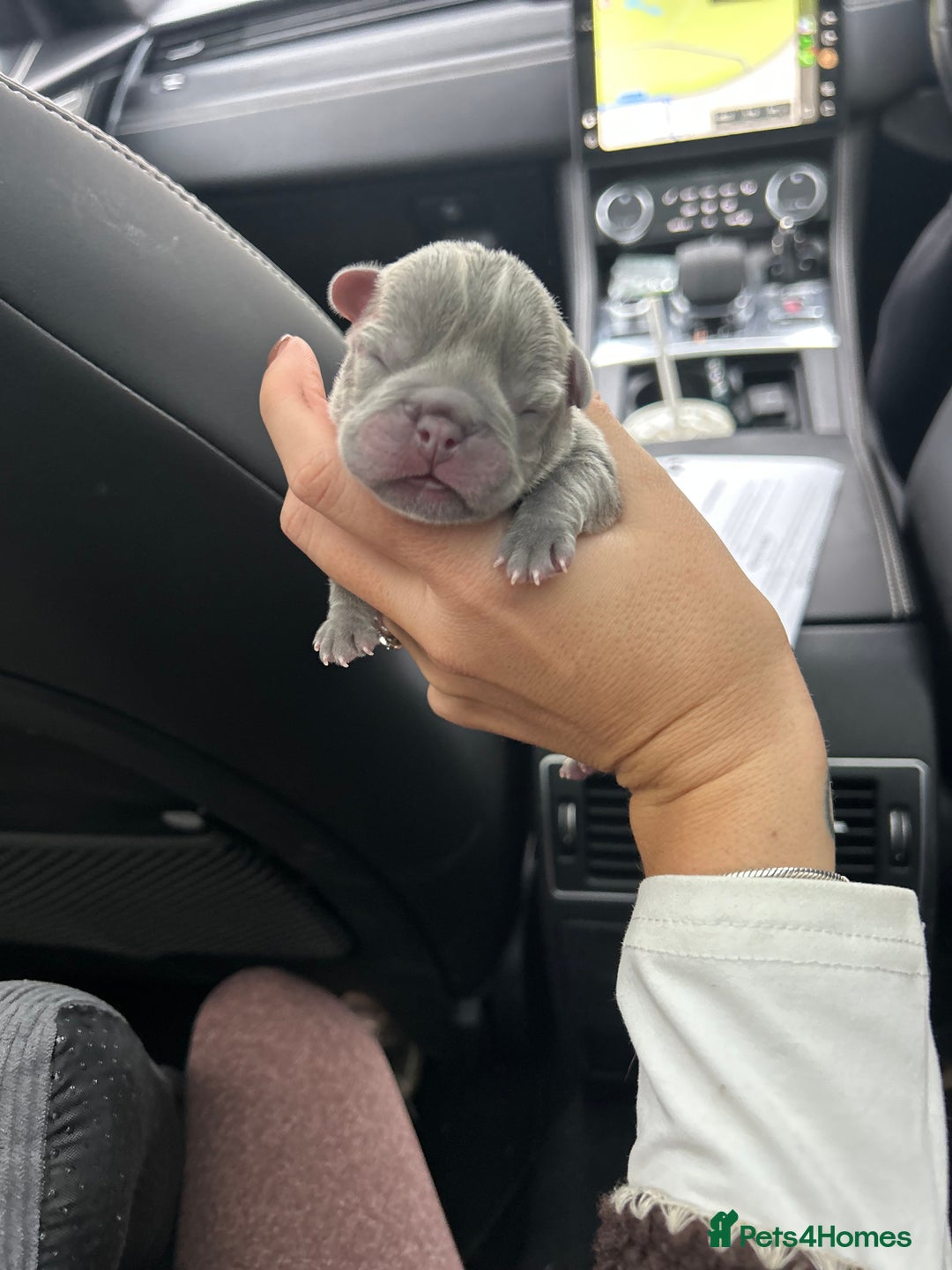 French Bulldog dogs for sale: Multicoloured Frenchies ⭐️ - Image 7