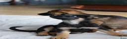 German Shepherd dogs for sale: Shorthaired German Shepherd  - Advert 30
