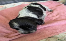 Sprocker dogs for sale: Working Sprocker puppies  - Image 5