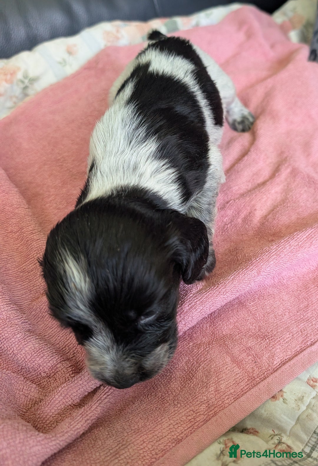 Sprocker dogs for sale: Working Sprocker puppies  - Image 5