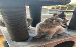 British Shorthair cats for sale: Beautifully british shorthair  kittens ready to go - Image 5