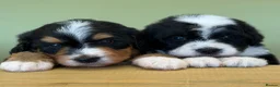 Bernedoodle dogs for sale: Bernadoodle pups homebred  - Advert 17