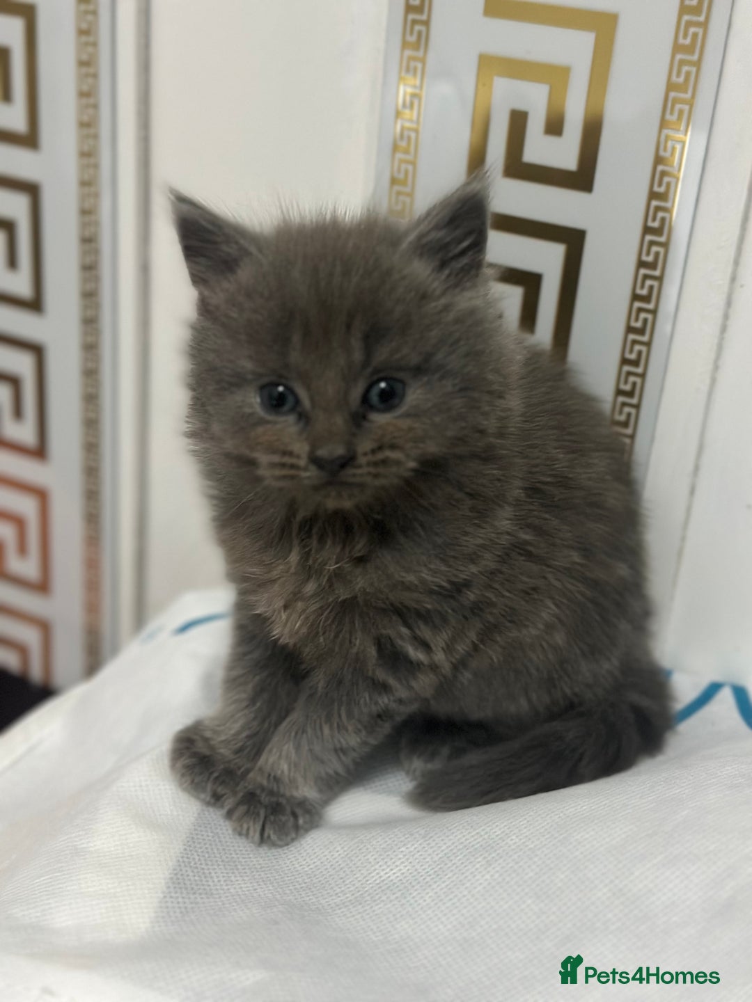 Maine Coon cats for sale: Beautiful blue/Gray kittens  - Advert 4