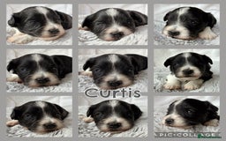 Miniature Schnauzer dogs for sale: MAC/BVA CLEAR - ONE GIRL WITH BLACK/RED COLOURING - Image 4