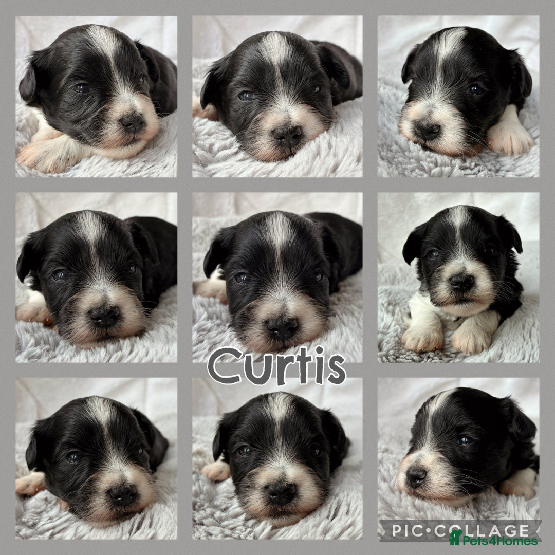 Miniature Schnauzer dogs for sale: MAC/BVA CLEAR - ONE GIRL WITH BLACK/RED COLOURING - Image 4