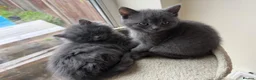 Mixed Breed cats for sale: Two BSH mix kittens - One fluffy,  one Short hair - Advert 2