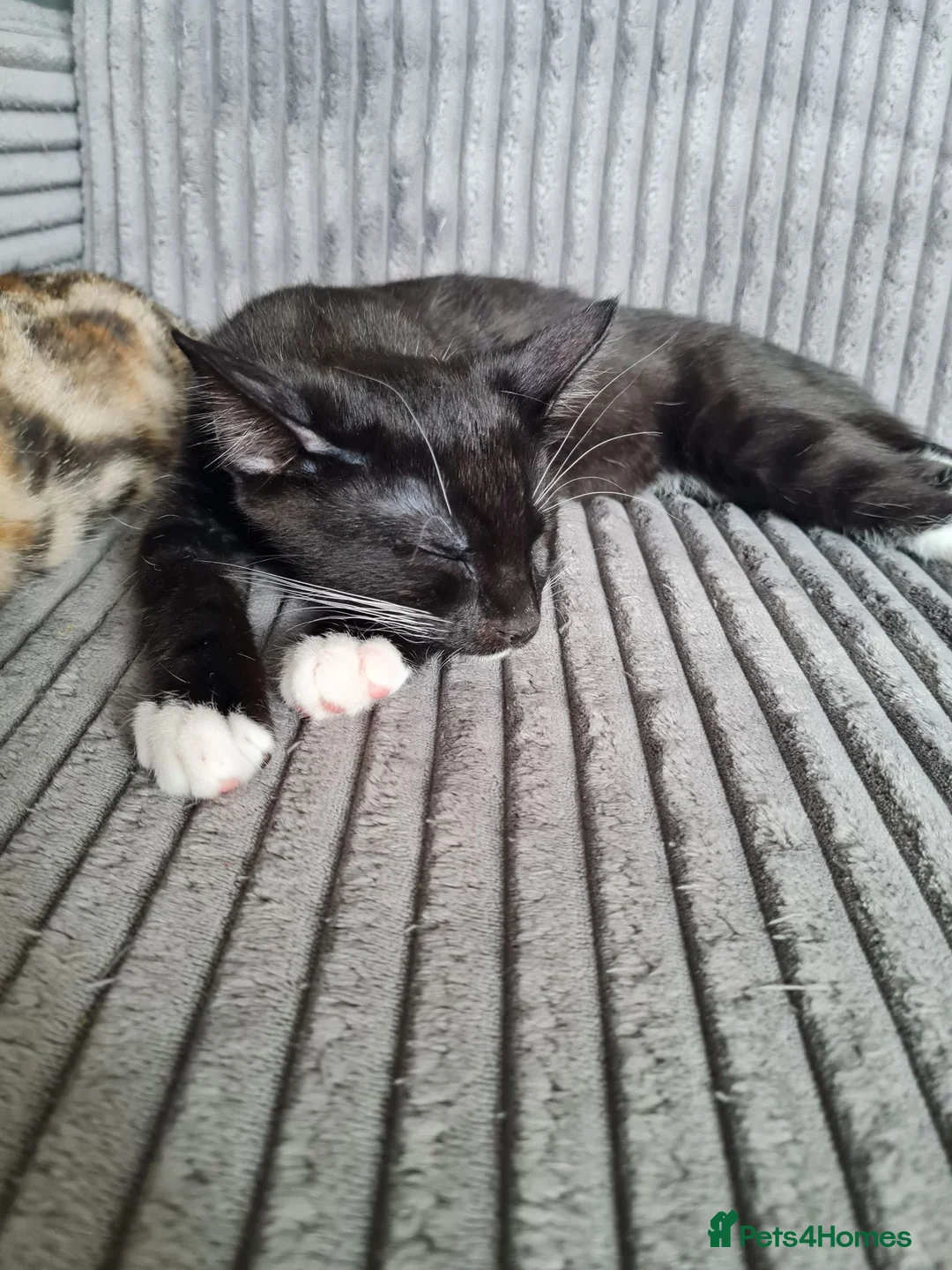 Mixed Breed cats for sale: Wonderful siblings are looking for new homes. in Coventry - Advert 1