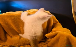 Mixed Breed cats for sale: 4 boys and 2 girls Family-Raised, Well-Socialised  - Image 39
