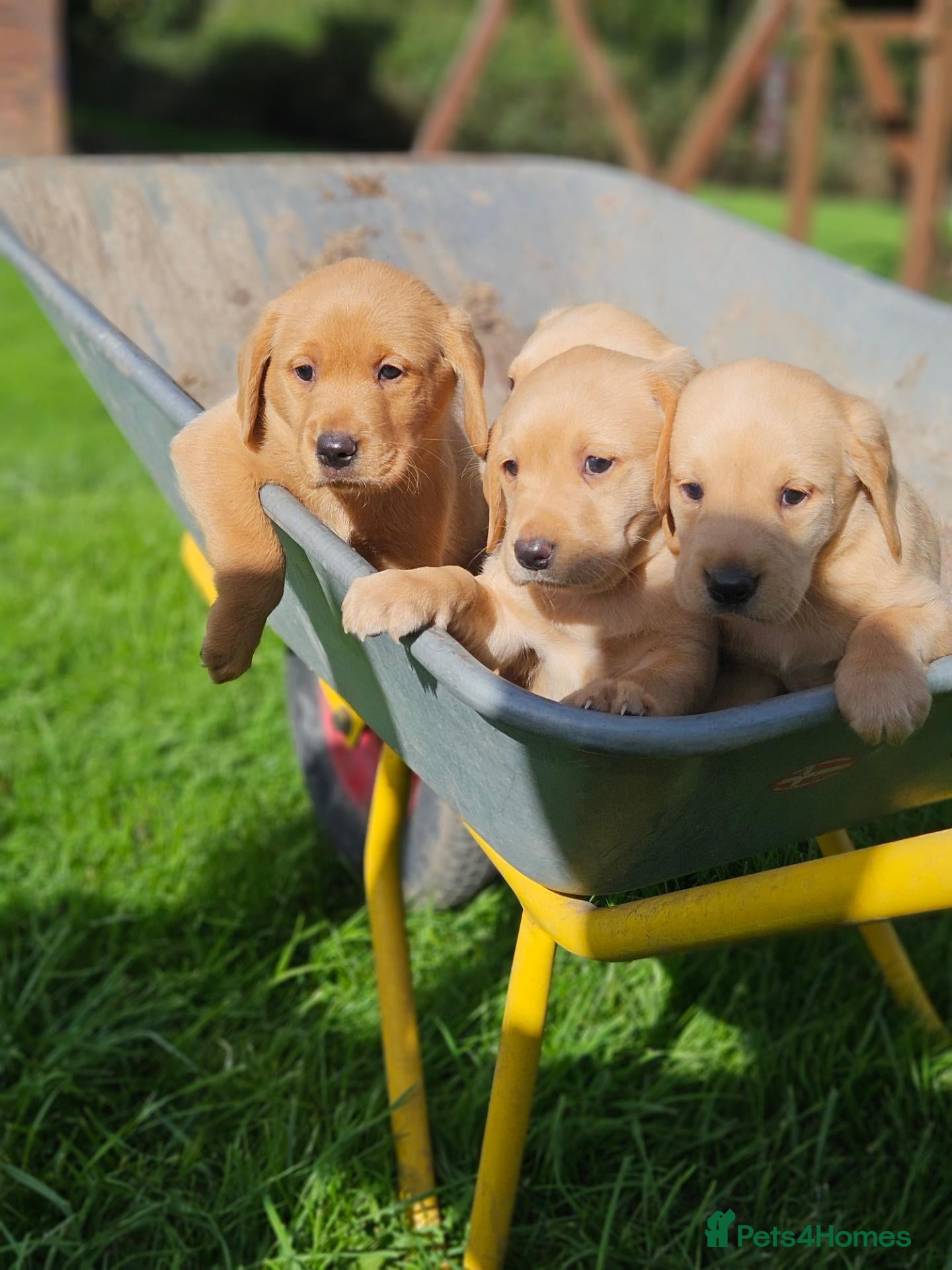Labrador Retriever dogs Fetch labrador puppies - Advert 2