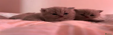 British Shorthair 5