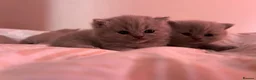 British Shorthair cats for sale: Tica registered British Shorthair Kittens  - Advert 12