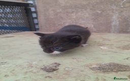 Aegean cats for sale: Agean x Kittens for sale - Image 18