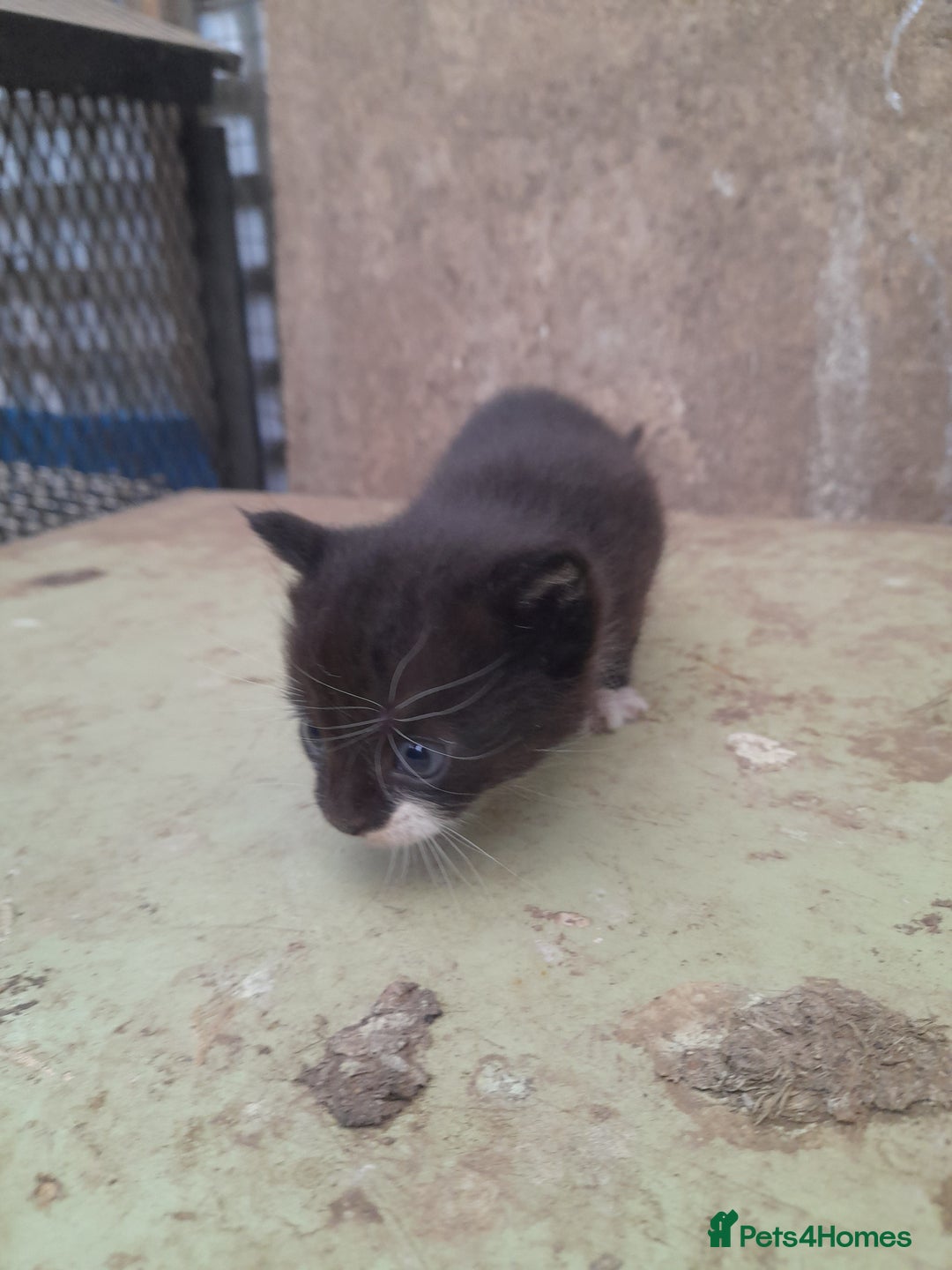 Aegean cats for sale: Agean x Kittens for sale - Image 18