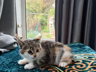 Mixed Breed cats Cute fluffy kittens - Advert 10