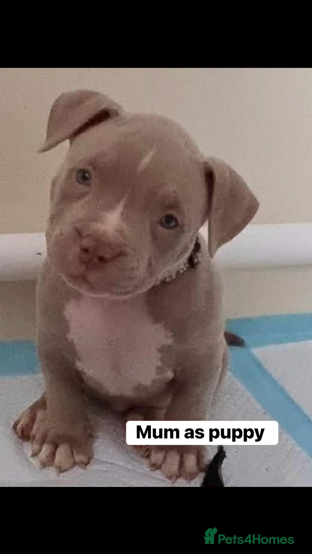 American Bulldog dogs for sale: American bulldog puppy  - Advert 6