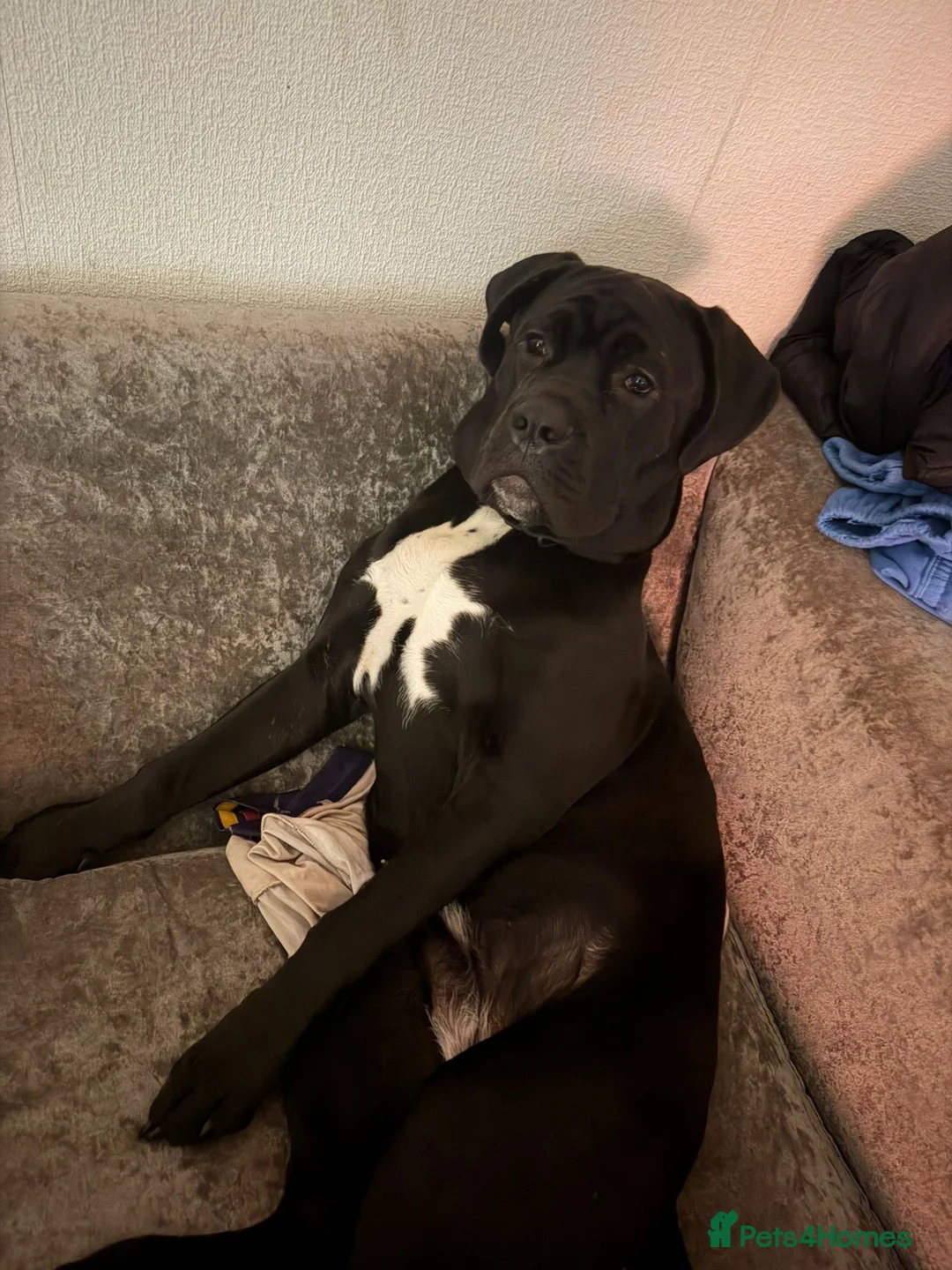 Cane Corso dogs for sale: Puppy looking for home  - Advert 4