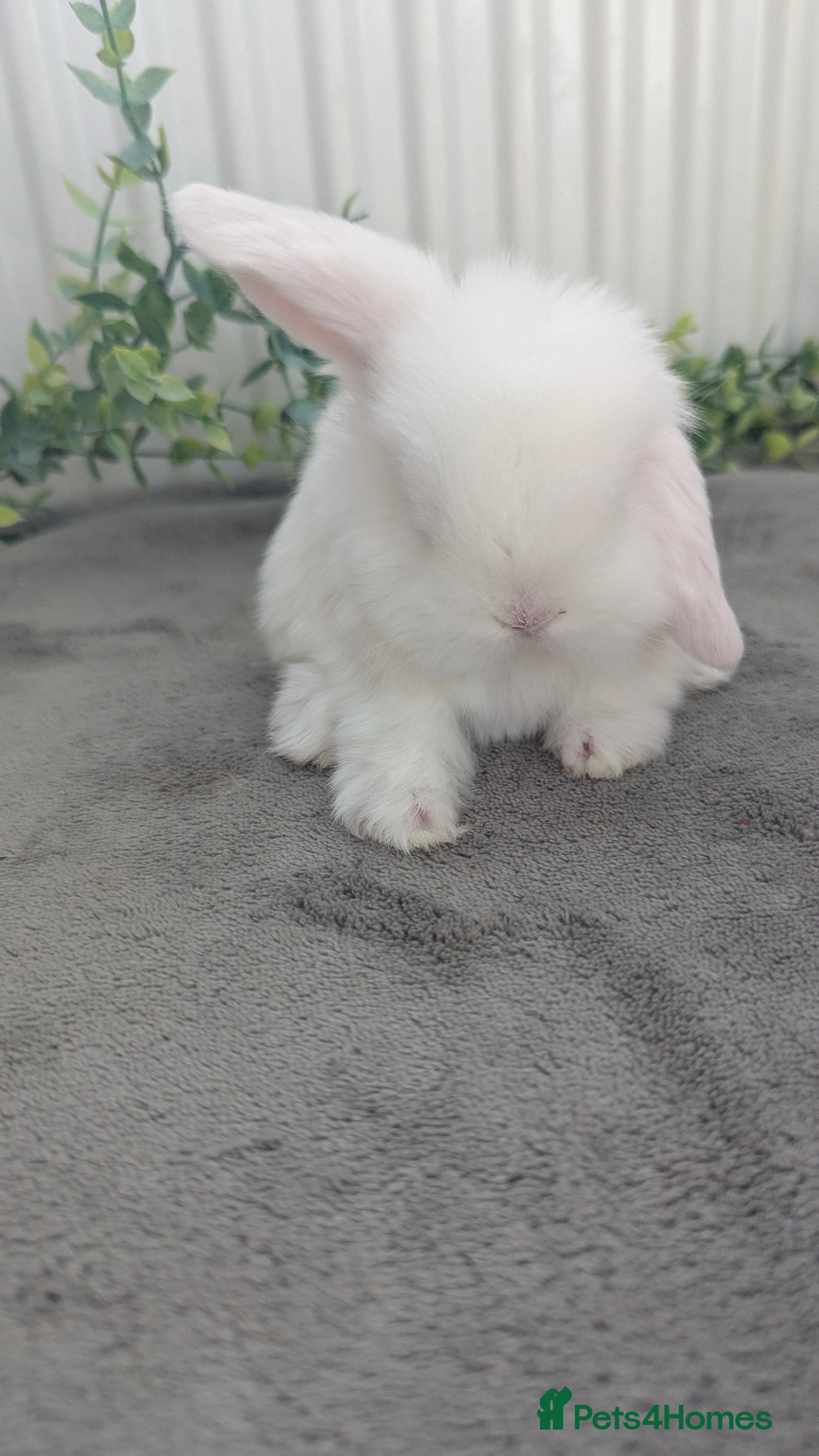 Mini Lop rabbits Mini lops to reserve  - Advert 6