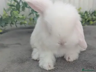 Mini Lop rabbits Mini lops to reserve - Advert 6