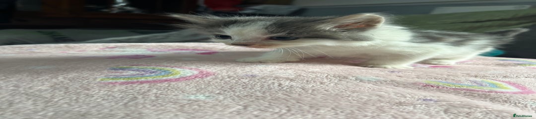 Mixed Breed Kitten 4