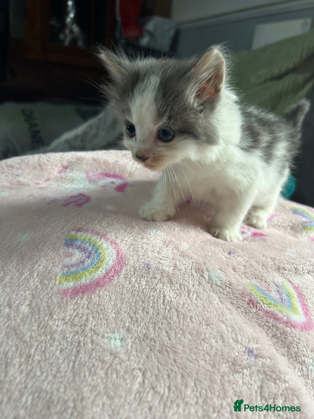 Mixed Breed cats for sale: Fluffy kittens ready soon  - Image 15
