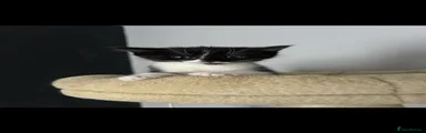 Domestic Male Shorthair 1